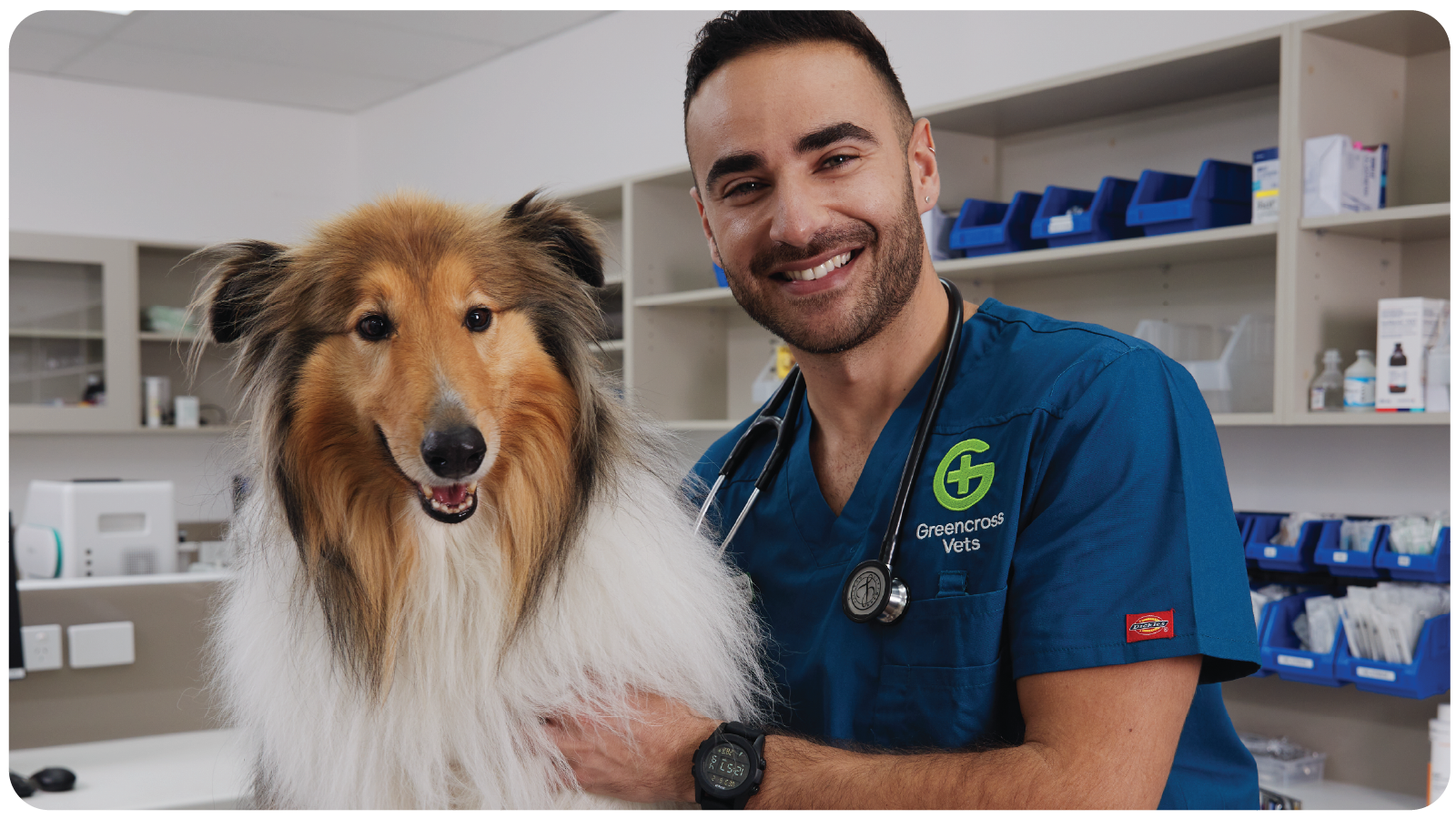 PetBreak: How It Works, Best Use Cases, and How to Measure Performance